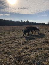 Cows in pasture