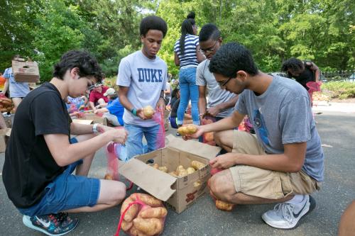 Four students kneel in a shaded parking lot around a box of potatoes and sort them into bags for a food drive.